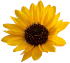 Alt image