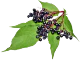 Alt image
